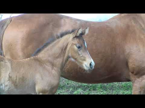 Junghengst-Fohlen 2021 | Corfu de la Vie x Chin Champ