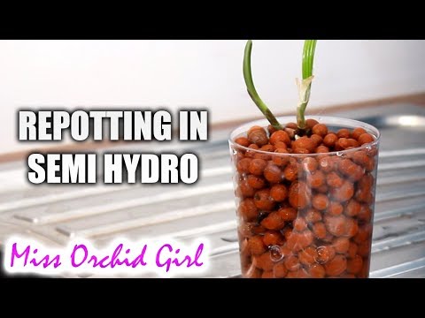 How I repot Orchids in semi hydroponics
