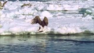 Riesenseeadler (Steller's sea-eagle) fishing