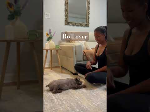 Easy and fun tricks to learn with your dog! #dogtraining #dogtricks #smartdog