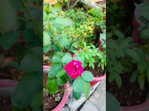 🥰My new garden 💐#garden #viral #viral #trending #love