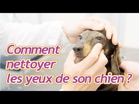 comment nettoyer oeil chien