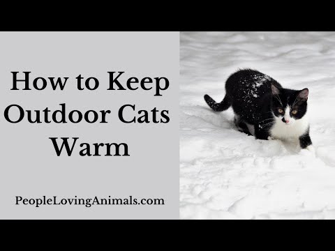 How to Keep Outdoor Cats Warm - Helping Outside, Stray and Feral Cats in Winter