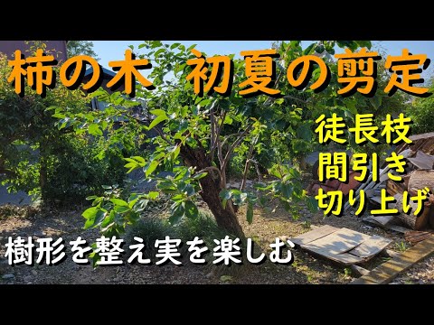 柿の木、柿梅 植物