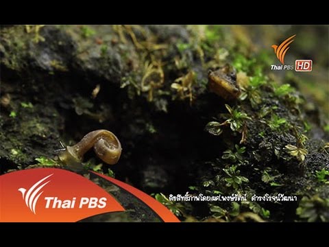 เพราะสิ่งที่เกิดขึ้นโรคสะเก็ดเงินที่เล็บ ครีมกลากที่ขา