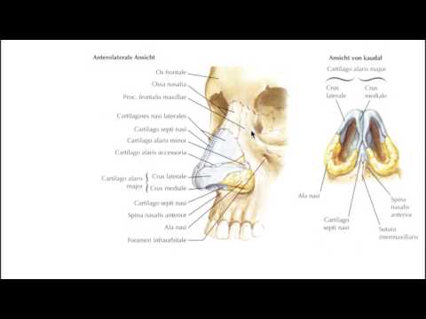 Voila Capture 2017 01 25 10 04 15 AM 1