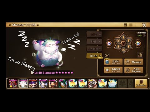 Is Siamese Better Than Molly?| Light Hypnomeow