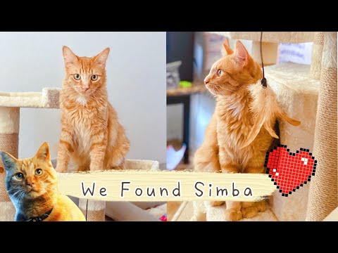 We Adopted a Stray Cat, Here is What Happened| Our Cat Adoption Story