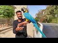 Ye Tha Surprise Macaw Parrot Le Aiy