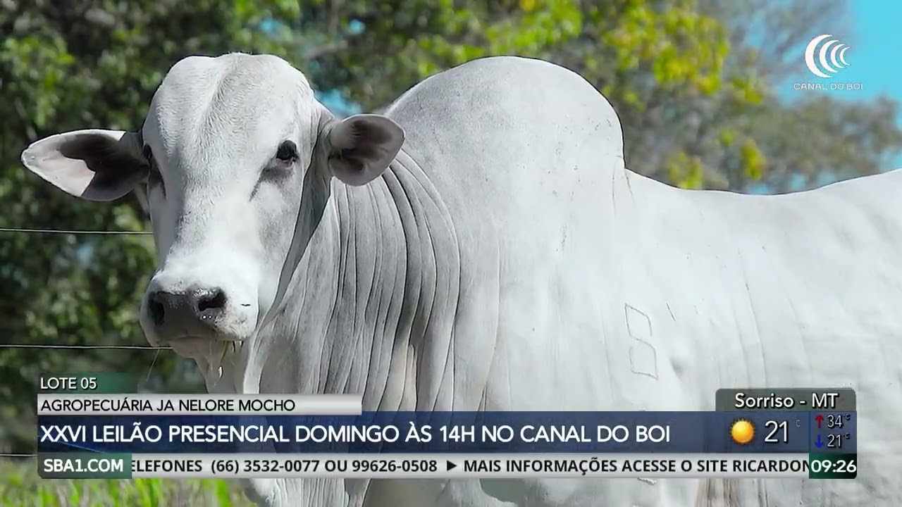 Agropecuária JA Nelore Mocho oferta touros selecionados neste domingo no Canal do Boi