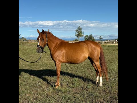 SW Land For Free JM GANGJAR x - Video 5 video thumbnail