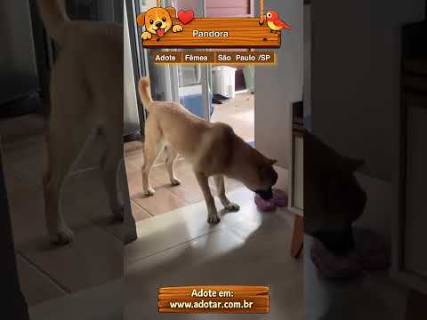 Vídeo de Pandora