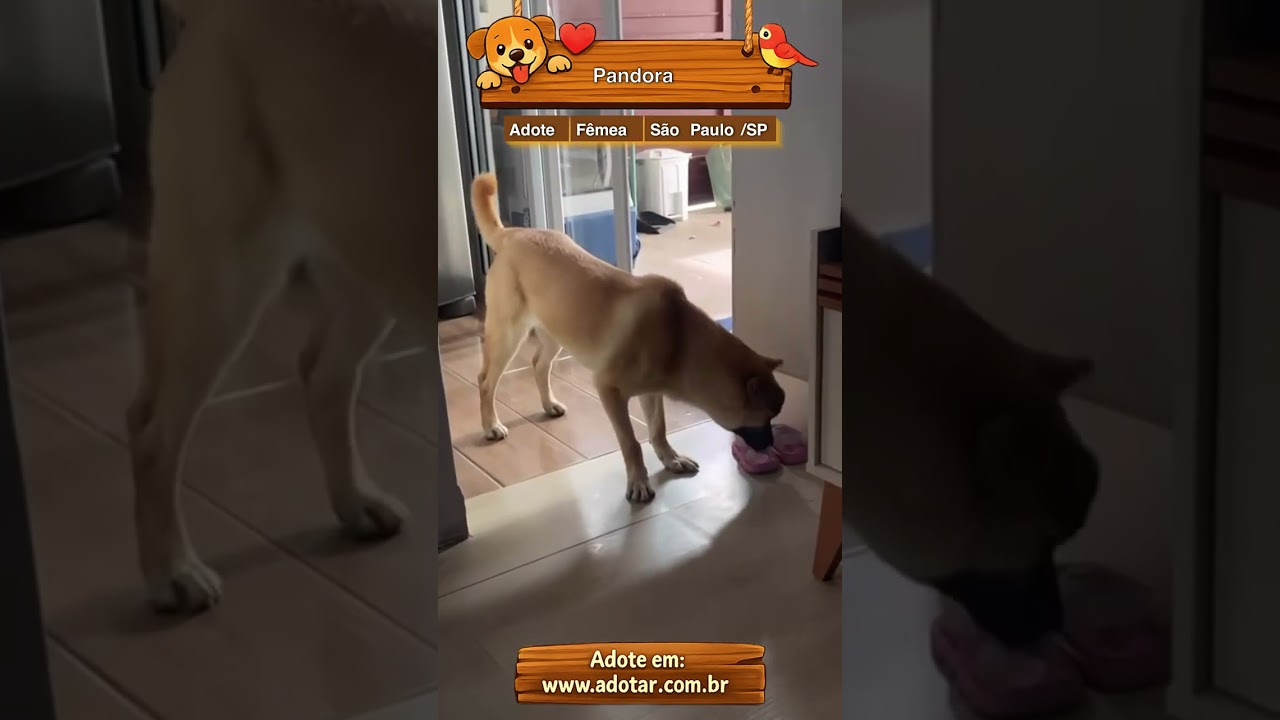 Cachorro raça SRD-ViraLata idade 1 ano nome Pandora