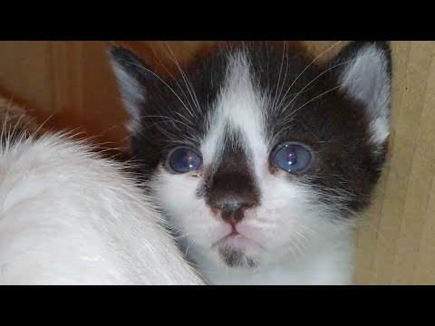 Rescue Stray Kittens Are Not Litter Trained They Start Eating Litter From Litter Box