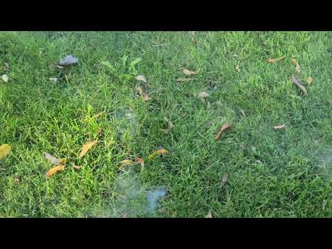 Solving a Mole Problem with the Burrow RX in Freehold, NJ