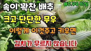 배추. 무우 수확 속이꽉찬 배추 크고단단한 무우 키우는법 김치를 담그고 무르지 않고 아삭하게 오래 드시려면 …