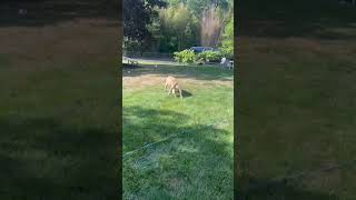 Video preview image #1 Mountain Cur-Rhodesian Ridgeback Mix Puppy For Sale in Yardley, PA, USA