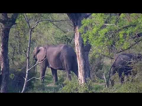 Djuma: Elephants feeding in tree line - 16:28 - 10/19/20