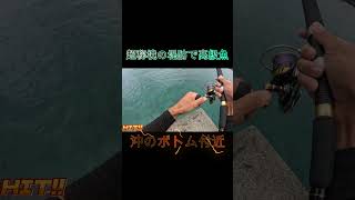 本当は教えたくない。大物が釣れる堤防シリーズ⑱#shorts #釣り #ショアジギング