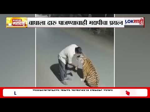 Viral Video। मोठी मांजर समजून मद्यपीचा वाघाशी खेळ, घटनेचा व्हिडीओ सोशल मीडियावर तुफान व्हायरल