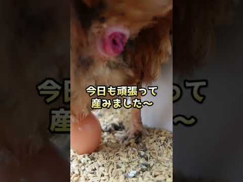 過剰な体重は産卵鶏にどのような影響を与えますか?生産性は向上していますか、それとも低下していますか?  庭園