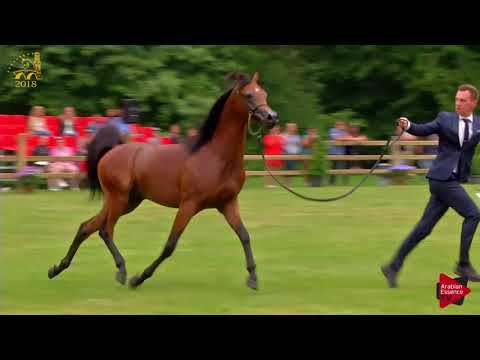N.35 A KANZ OF KOSSACK - Bruges 2018 C European - 2 Years Old Colts (Class 4)