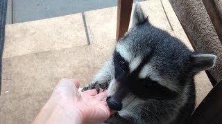 preview picture of video 'Fred the Friendly Raccoon - Part 22'