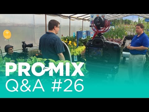 Growing in PRO-MIX vs Soil or Hydroponics