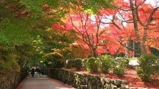 preview picture of video '京都・宇治 紅葉 興聖寺 Uji City in the foliage season(2010-11)'
