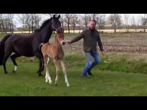 Fohlen Escolar x Fürst Heinrich/Rubinstein