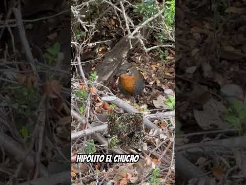Piedra del Águila, Futaleufú