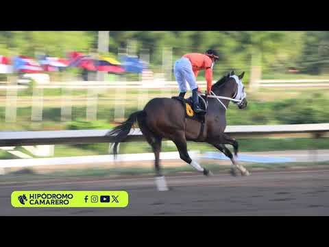 RACE 7 - JANUARY 16, 2026 (THE CONSISTENT ONE)