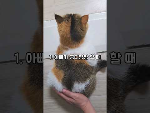 고양이 궁디팡팡 아빠 VS 엄마