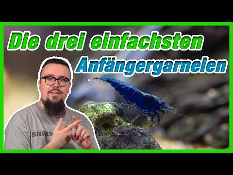 Die Top 3 der besten Anfänger-Garnelen