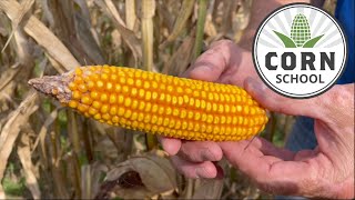 Corn School: Harvest timing critical for seed corn quality