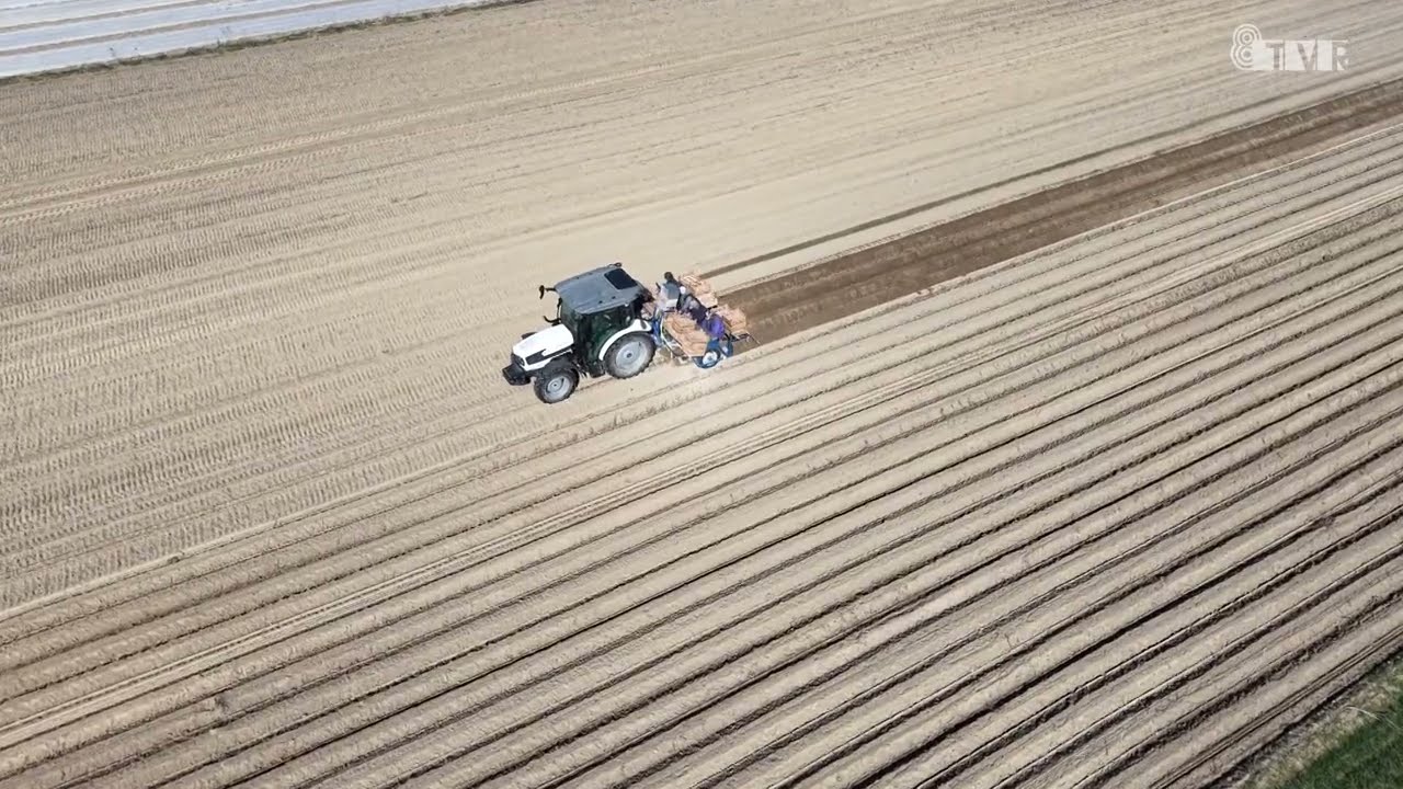 Sadzenie młodego ziemniaka w powiecie sieradzkim