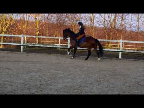 "Davico" 8jähriger Hannoveranerwallach v. Don Bosco x Lauries Crusador