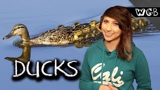 Ducks Are Weird, Gross & Beautiful