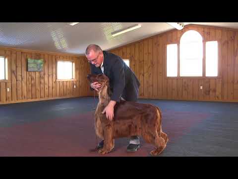 YouTube video about: Will alexander dog handler?