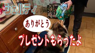 【シェルティ】プレゼントもらったよ 【フランス田舎暮らし🇫🇷】#犬の散歩 #賢い犬 #犬のいる暮らし #マイペースな犬