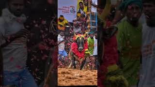 💥Jallikattu Blood🎚💥Kaalai madu💕🙈�