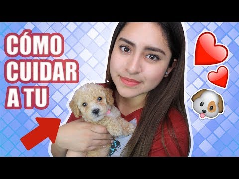 MI NUEVO PERRITO - How to take care of a puppy