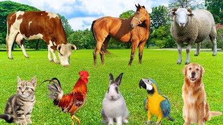 Cute Animal Moments - Rabbit, Horse, Parrot, Cow, Cat, Ostrich - Animal World