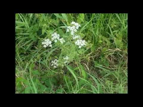 De natuur in Boskoop video meditatie