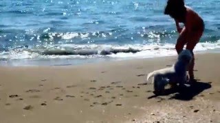 preview picture of video 'Dandie Dinmont Terrier,  Valia in Sabaudia beach .m4v'