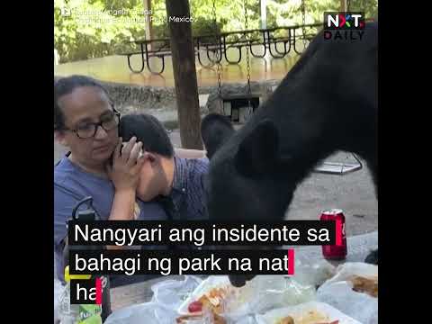 Black bear, nakisalo sa family picnic