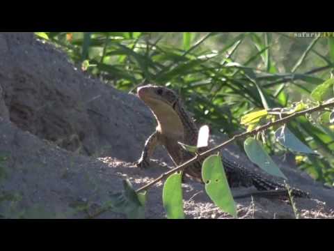 Jan 24, 2017-Rough Scaled Plated Lizard With James Hendry
