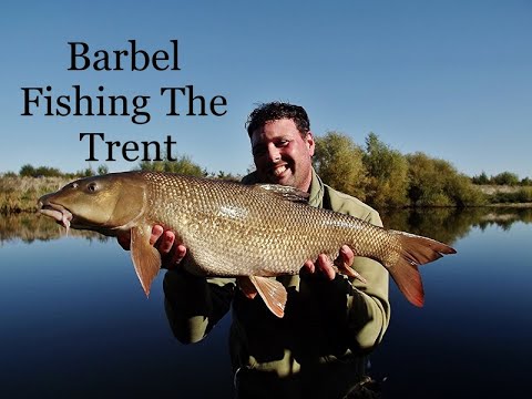Barbel Fishing The Trent #barbel #barbelfishing