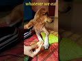 My Dog Wants To Eat My Food Shorts Pets Dog Food