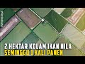 Fokus 20 Tahun Usaha IKAN NILA Dari Pembenihan Pembesaran Dan Penjualan